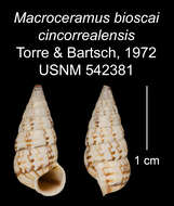 Imagem de Macroceramus bioscai cincorealensis C. Torre & Bartsch 2008