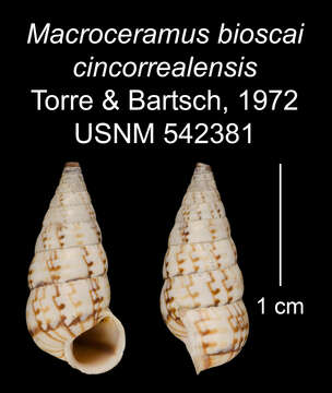 Image of Macroceramus bioscai cincorealensis C. Torre & Bartsch 2008