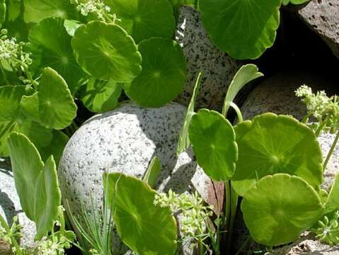 Hydrocotyle verticillata Thunb. resmi