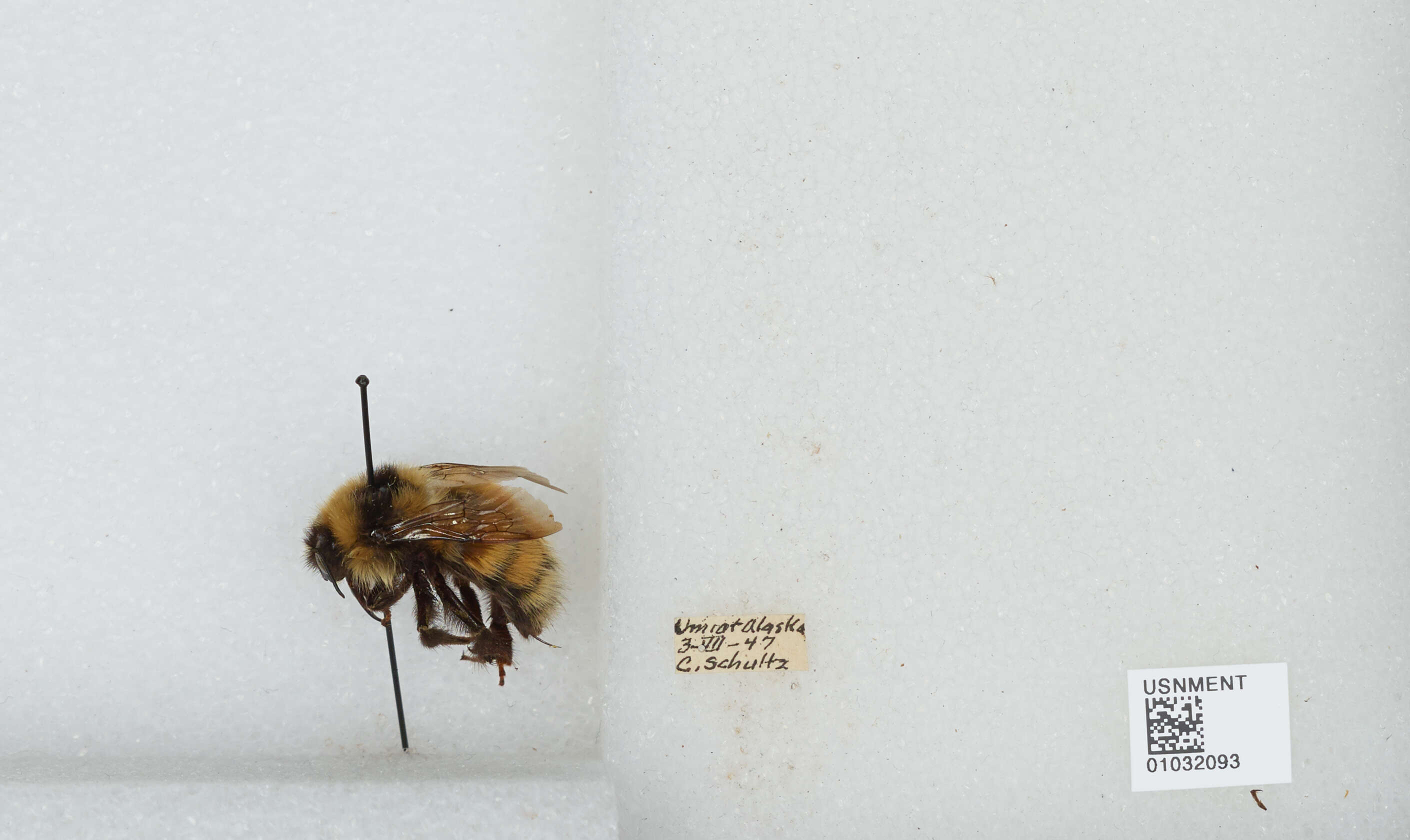 Image de Bombus sylvicola Kirby 1837