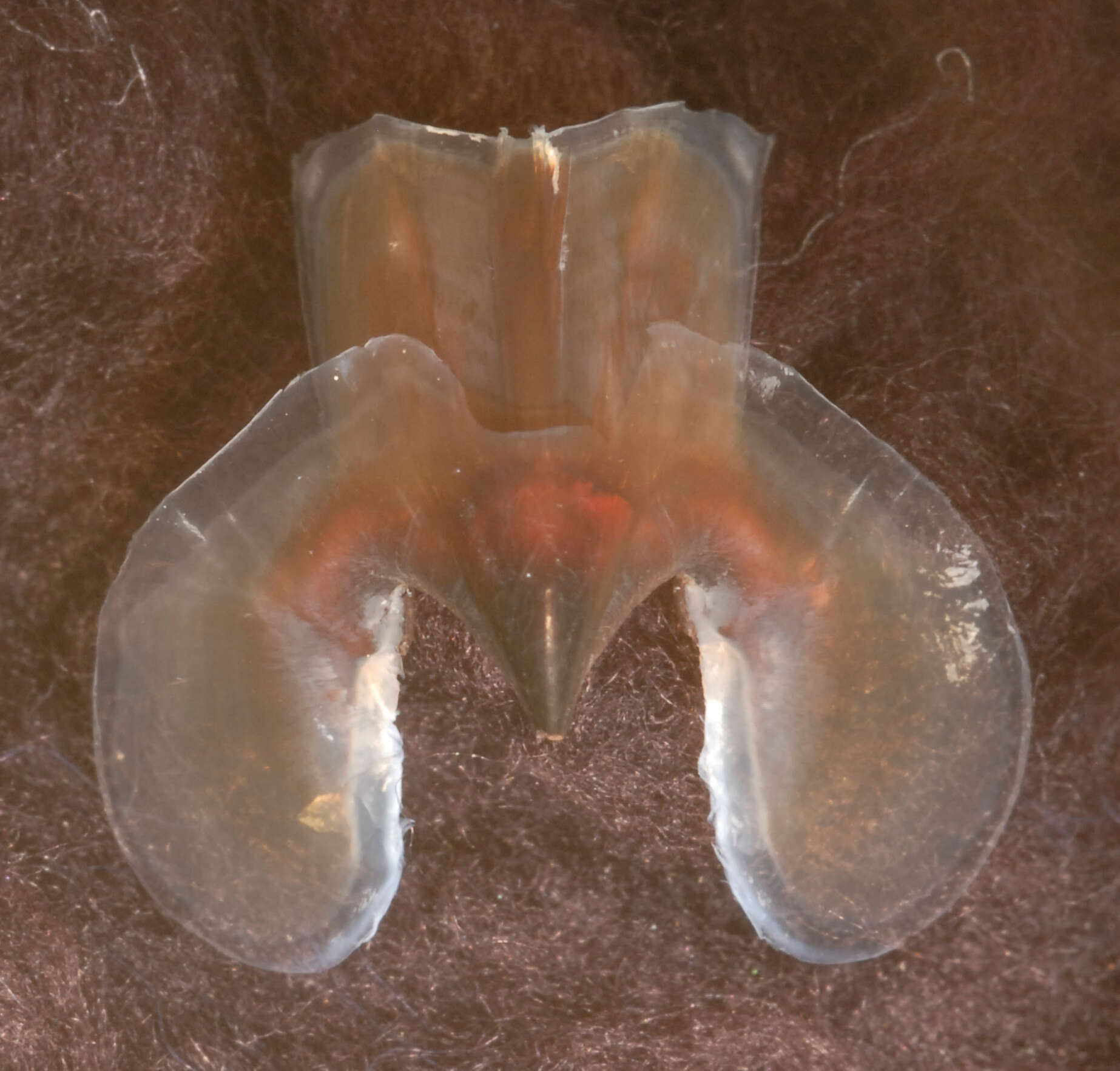 Image of arrow-finned squid