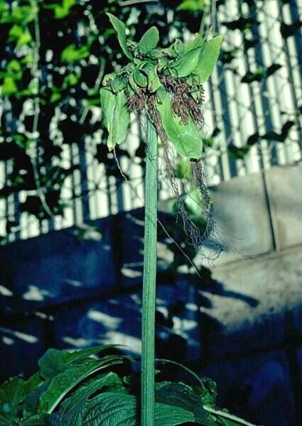 Imagem de Tacca leontopetaloides (L.) Kuntze