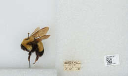 Слика од Bombus affinis Cresson 1864