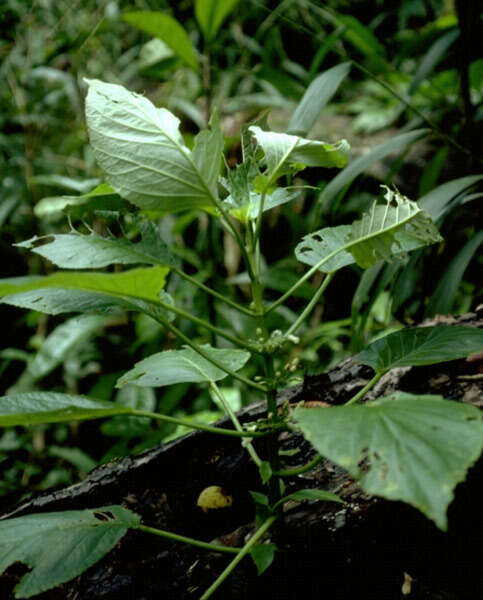 Image of Upland Cyrtandra