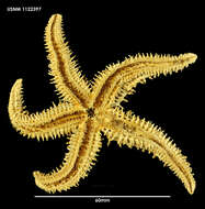 Imagem de Sclerasterias mollis (Hutton 1872)