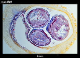 Image of Paramicrurinella falklandica Gibson 1985