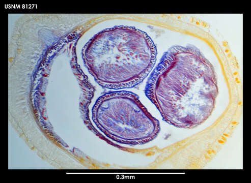 Image of Paramicrurinella falklandica Gibson 1985