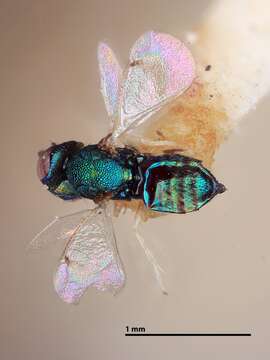 Image of Chrysonotomyia Ashmead 1904