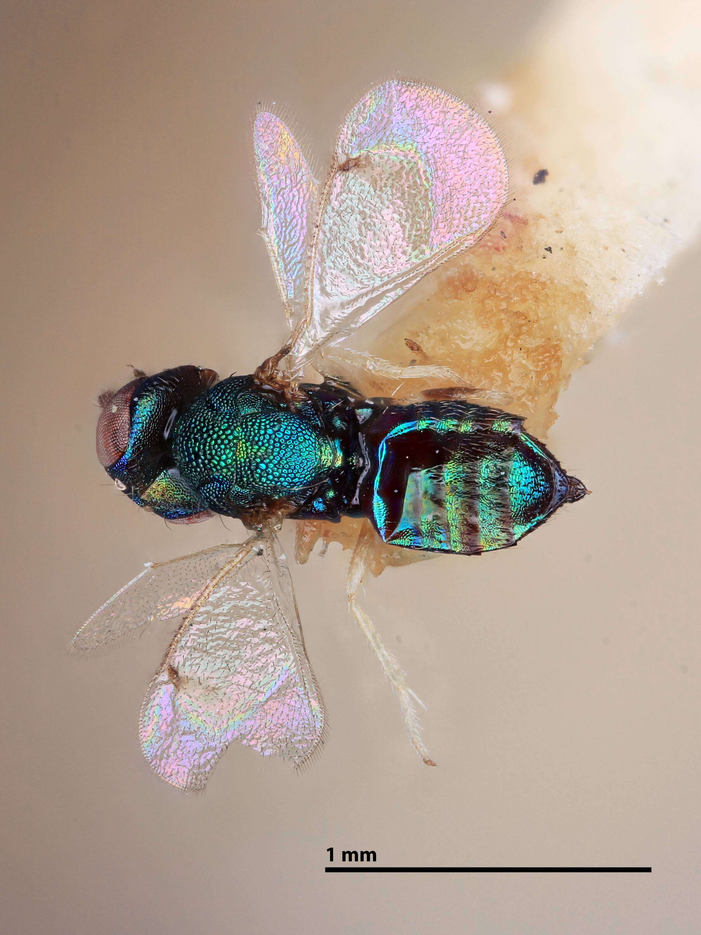 صورة Chrysonotomyia Ashmead 1904