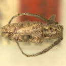Image of Eupogonius knabi Fisher 1925