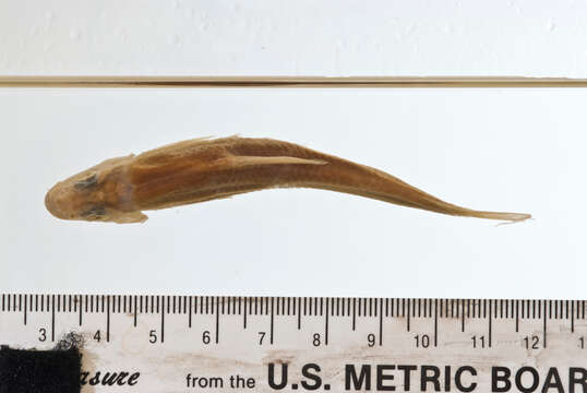 Image of Ceratichthys lucens