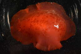 Image of Nudibranchia