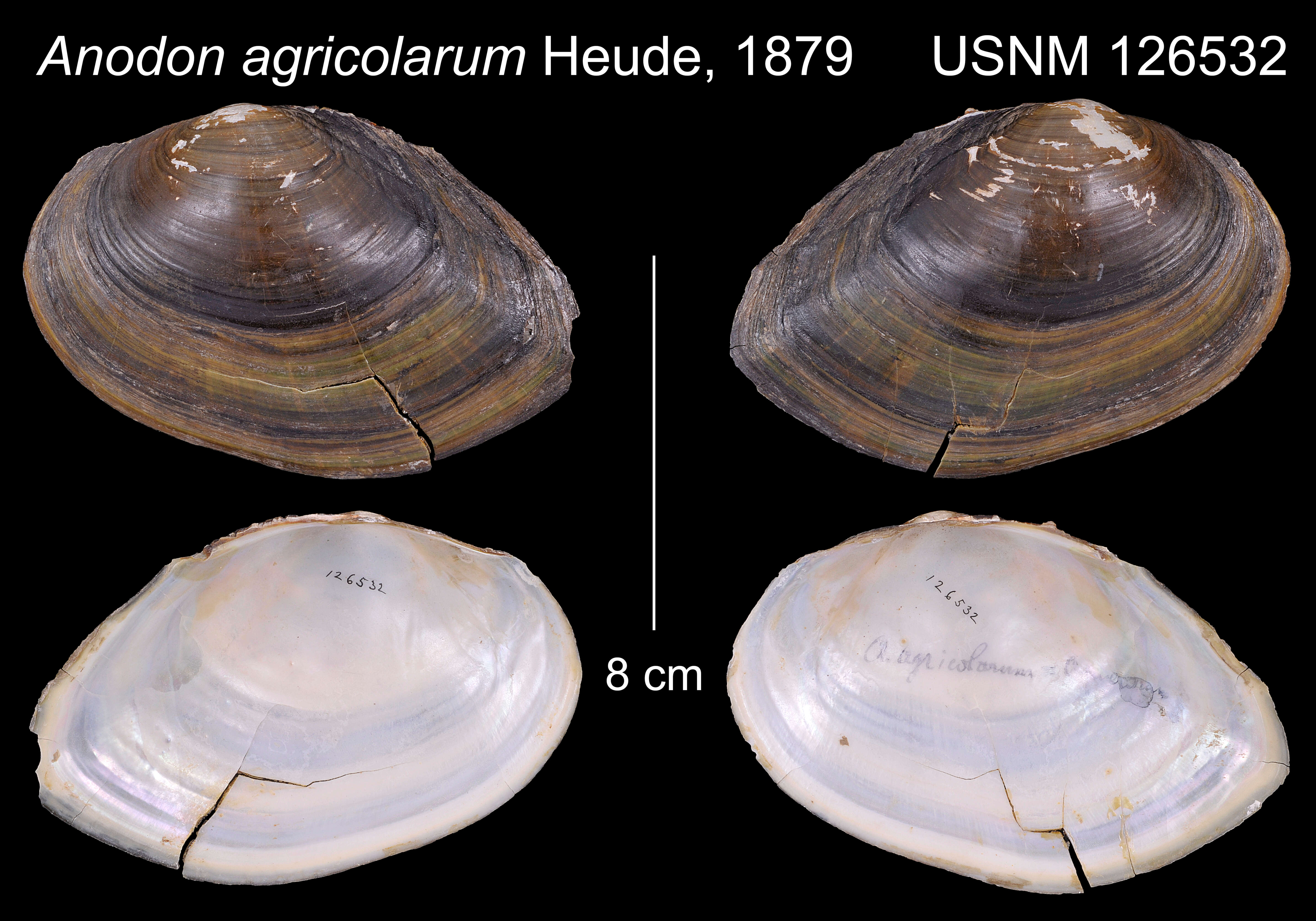 Image de Anodon agricolarum Heude