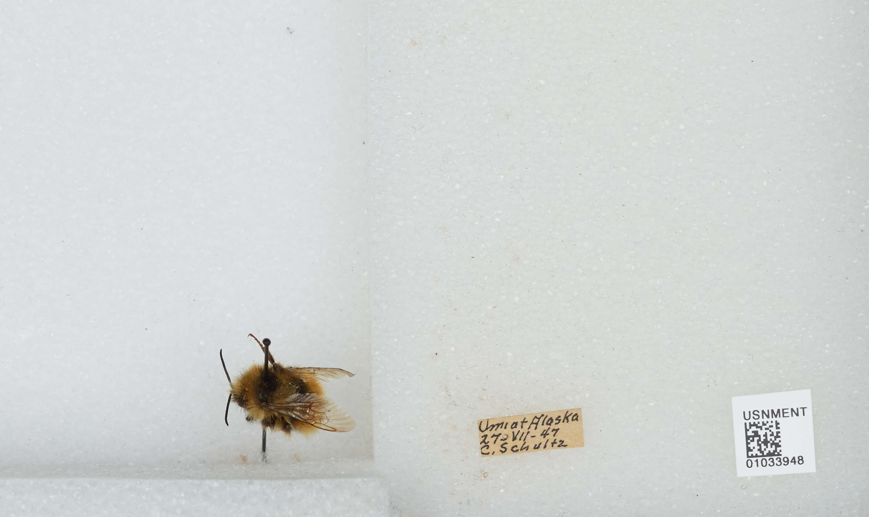 Image de Bombus sylvicola Kirby 1837