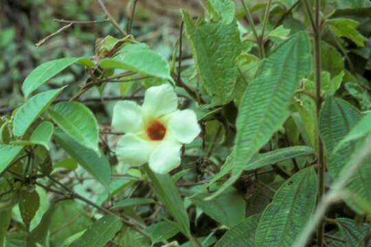 Image of Mandevilla hirsuta (Richard) Malme