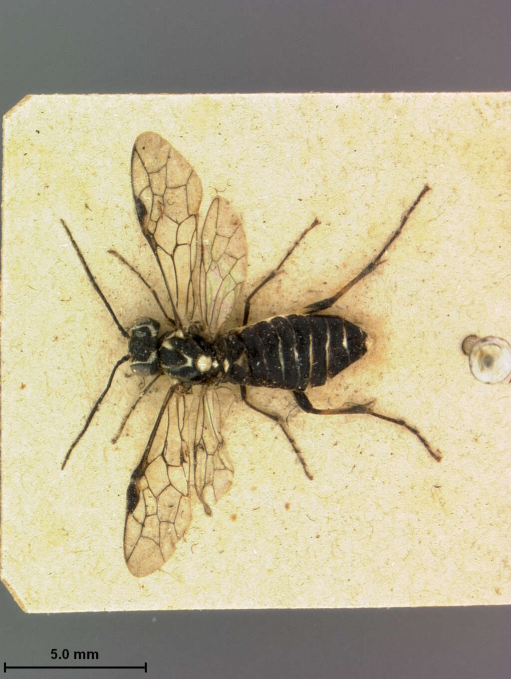 Image of Pachyprotasis Hartig 1837