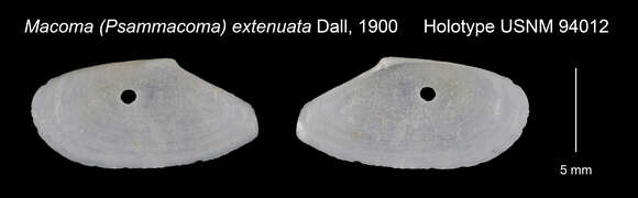 Image of Macoploma extenuata (Dall 1900)