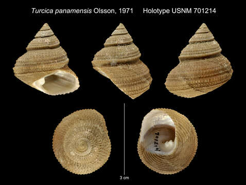 صورة Turcica admirabilis Berry 1969