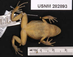 Image of Colostethus jacobuspetersi Rivero 1991