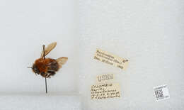 Sivun Bombus rubicundus Smith 1854 kuva