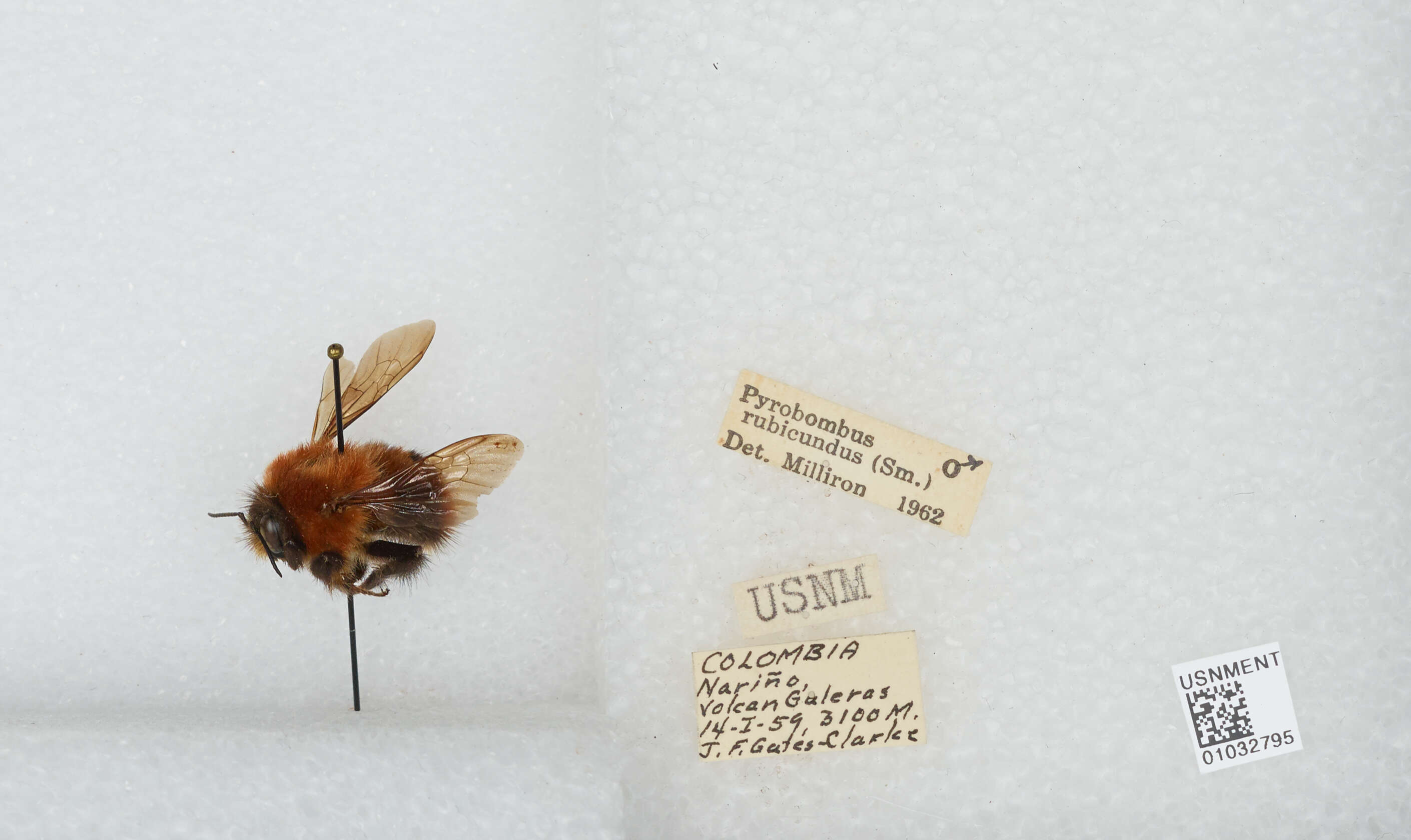 Sivun Bombus rubicundus Smith 1854 kuva