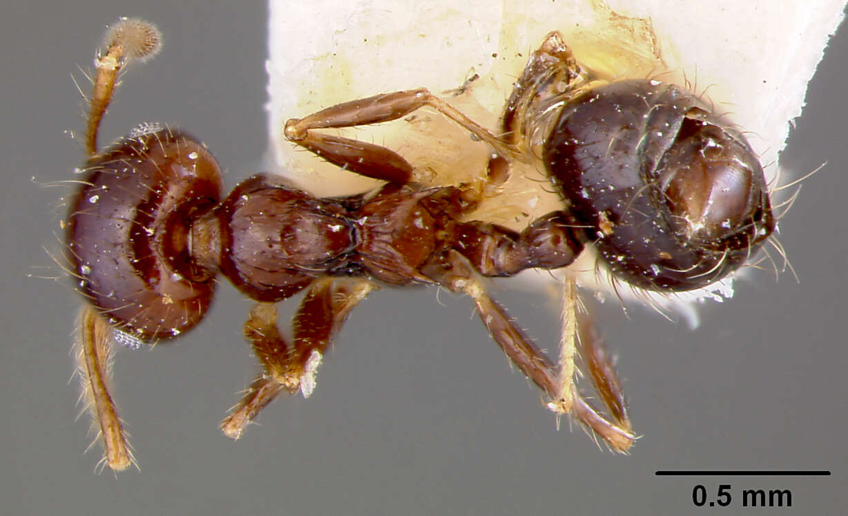 Image of Crematogaster limata parabiotica Forel 1904