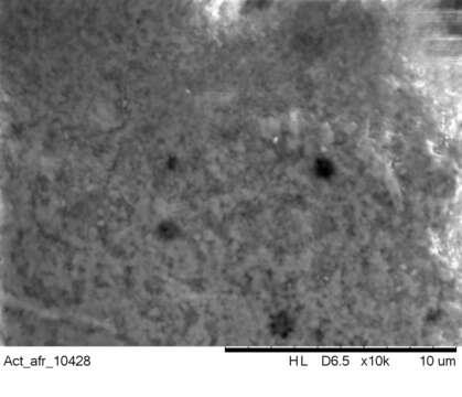 Image of Actophilornis Oberholser 1925