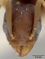Image of Technomyrmex albipes var. vitiensis Mann