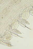 Image of Phyllodocidae