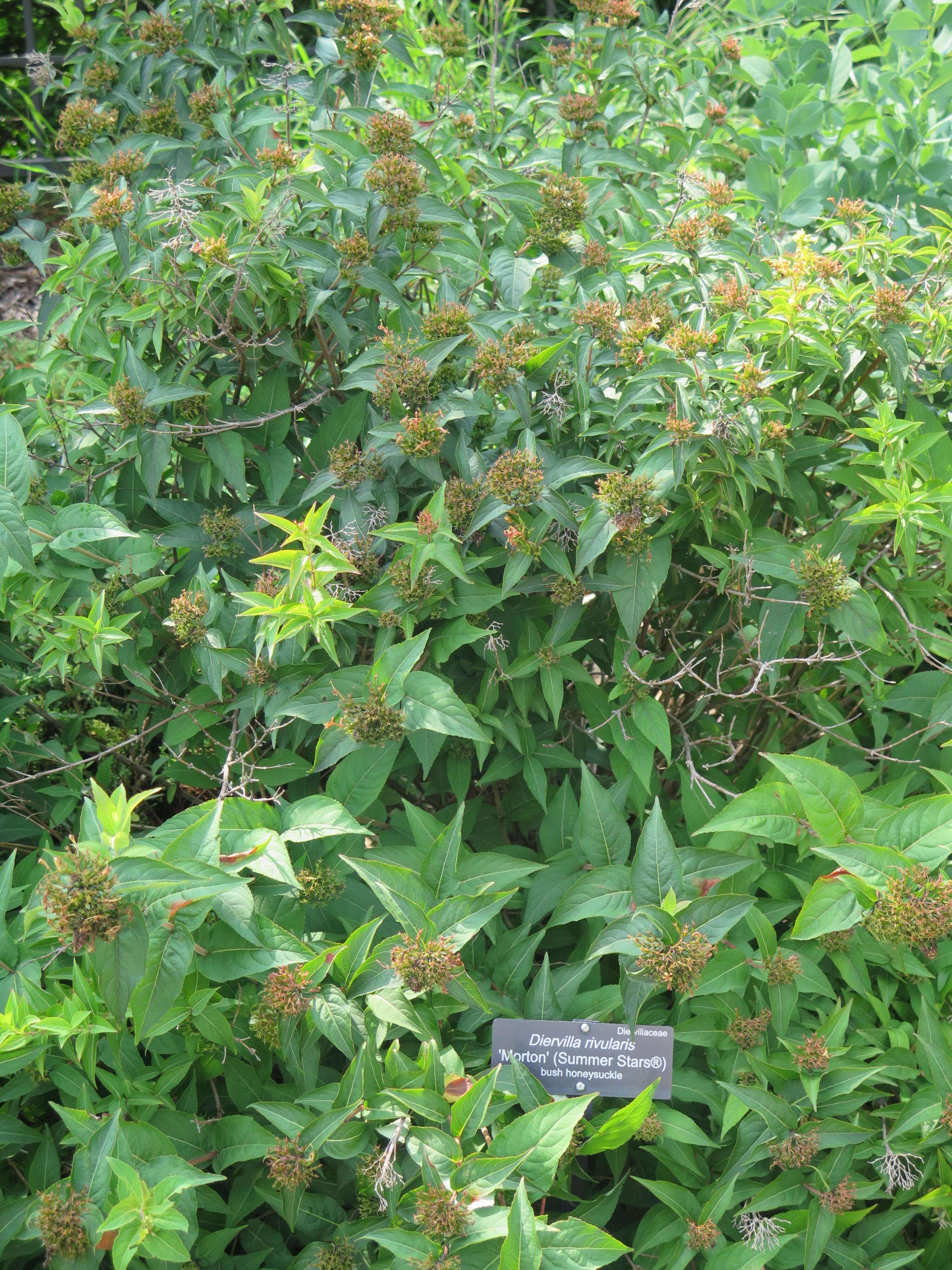 Image of mountain bush honeysuckle