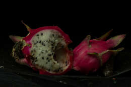 Imagem de Hylocereus undatus (Haw.) Britton & Rose