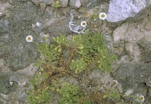 Image of dune tetramolopium