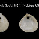 Sivun Microcirce dilecta (Gould 1861) kuva