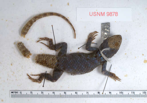 Image of Sceloporus torquatus torquatus Wiegmann 1828