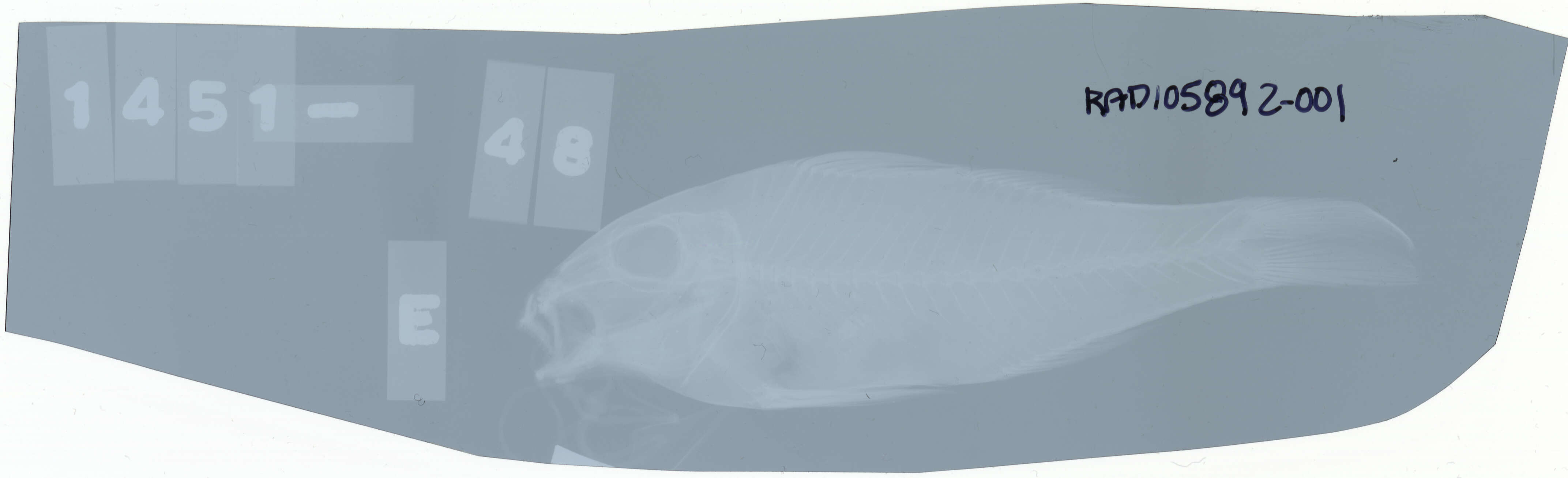 Image of Doublebar goatfish