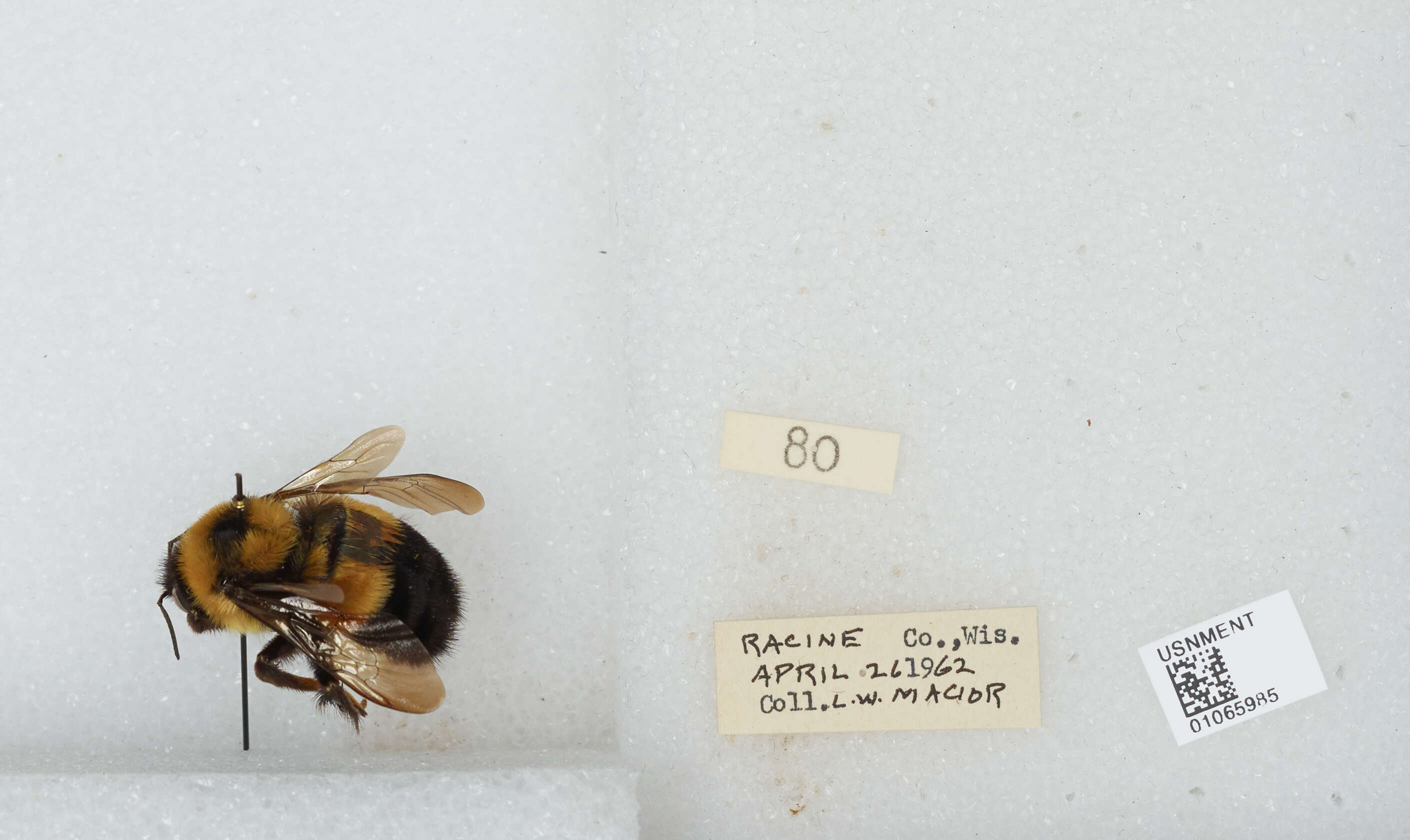 Слика од Bombus affinis Cresson 1864