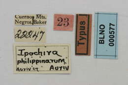 Image of Ipochira philippinarum Aurivillius 1927
