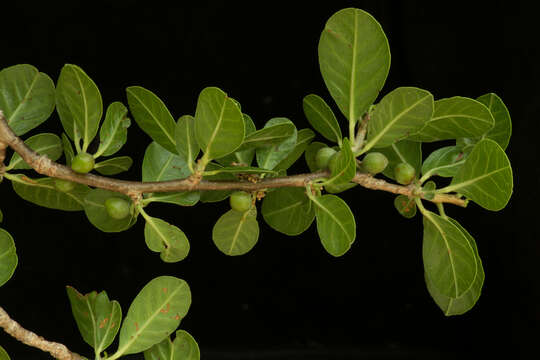 Image de Bursera schlechtendalii Engl.