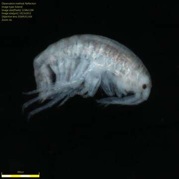 Image of Amphipoda