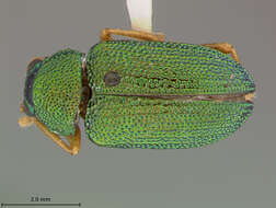 صورة Colaspis Fabricius 1801