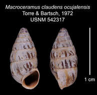 Imagem de Macroceramus claudens ocujalensis C. Torre & Bartsch 2008