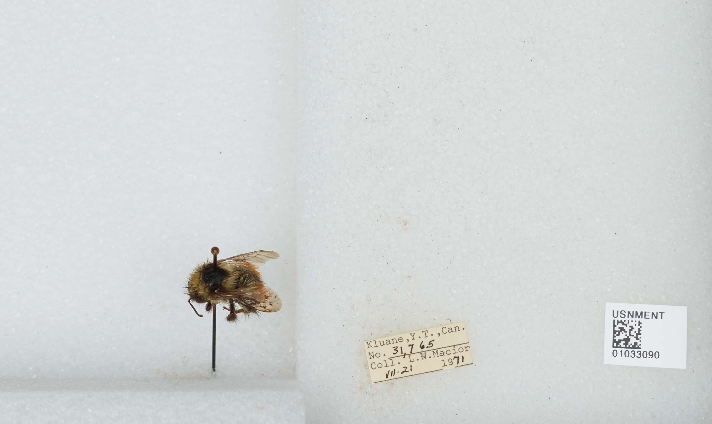 Image de Bombus sylvicola Kirby 1837