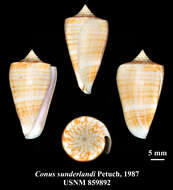 Image of Conus sunderlandi Petuch 1987