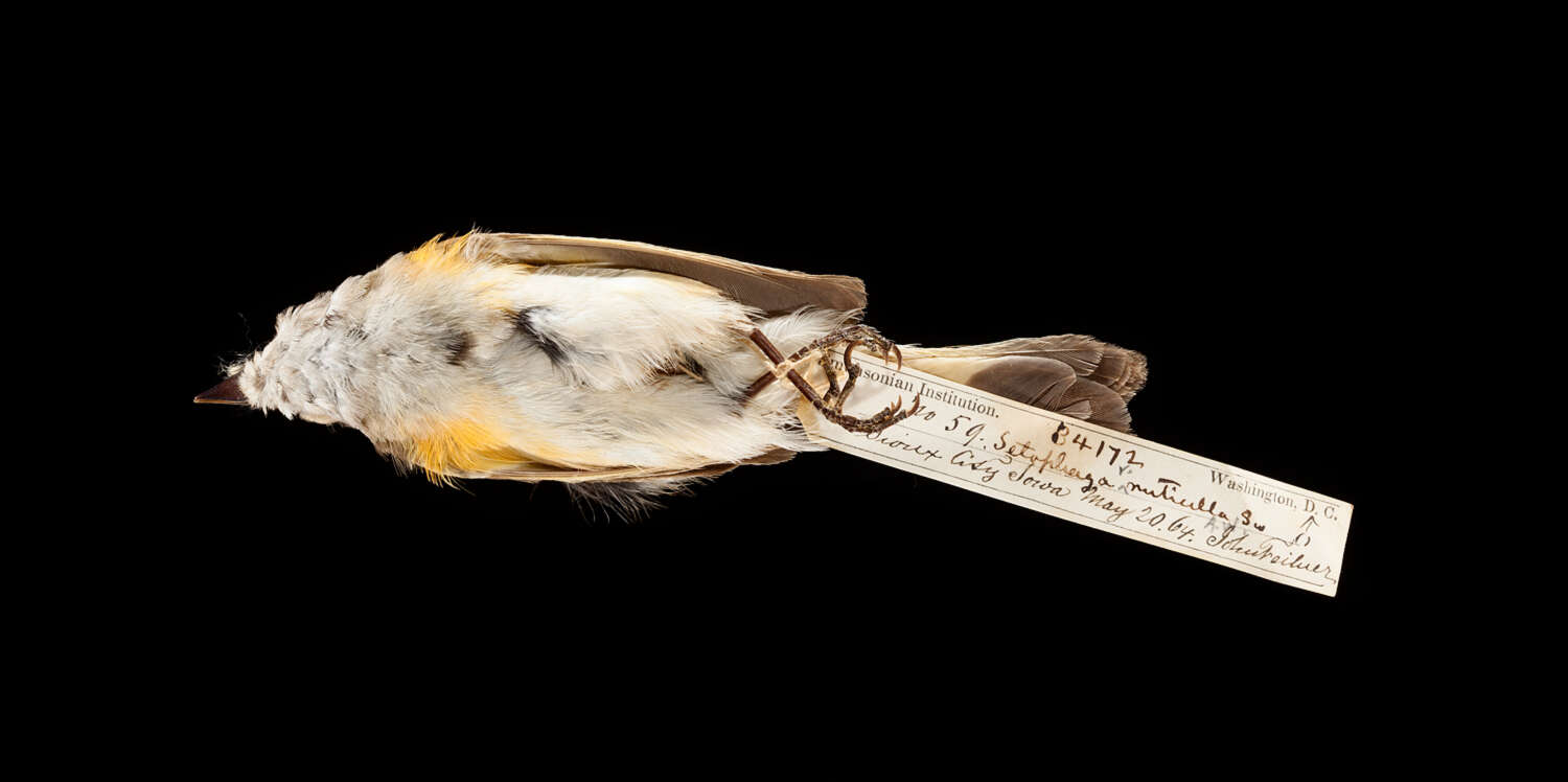 Image of American Redstart