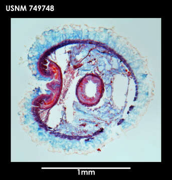 Image of Syngenoherpia sanguicuneosa Salvini-Plawen 1978