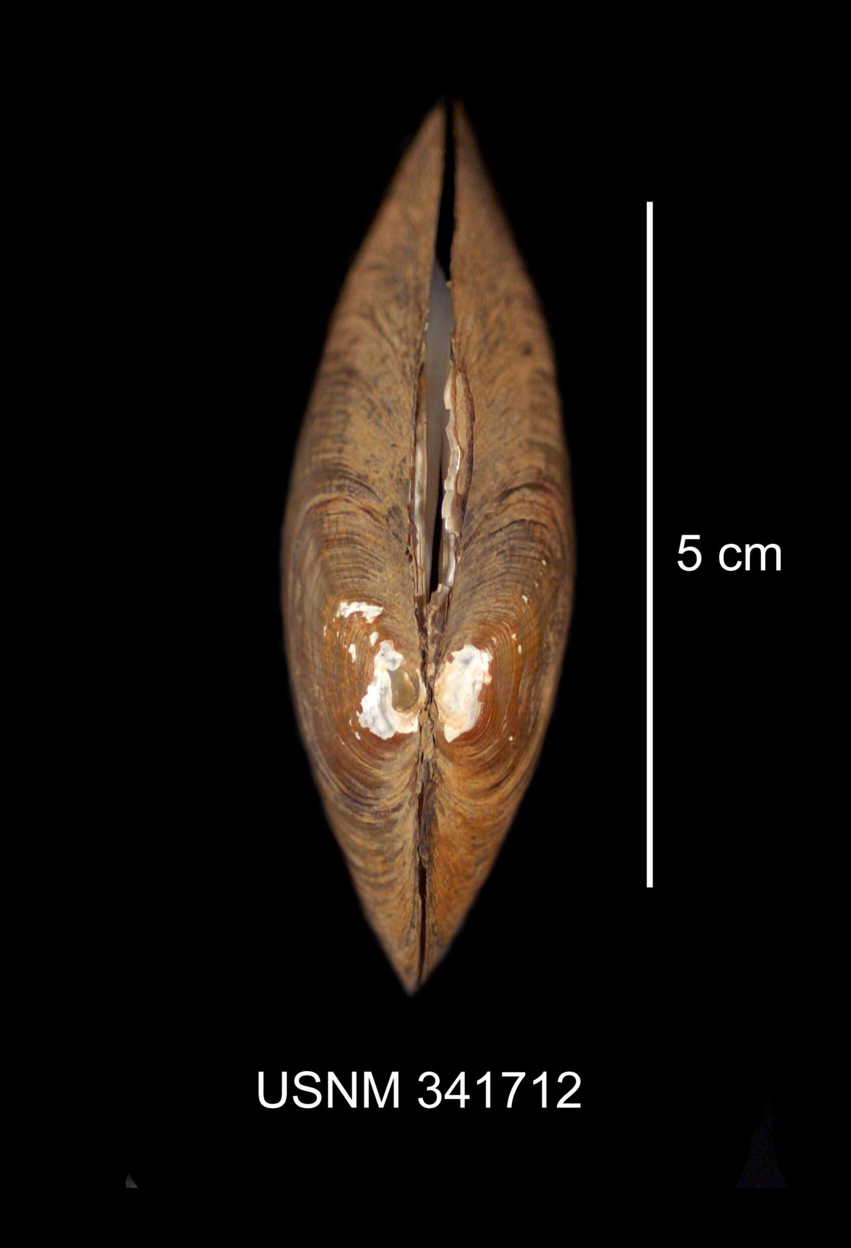 Image de Lampsilis radiata (Gmelin 1791)