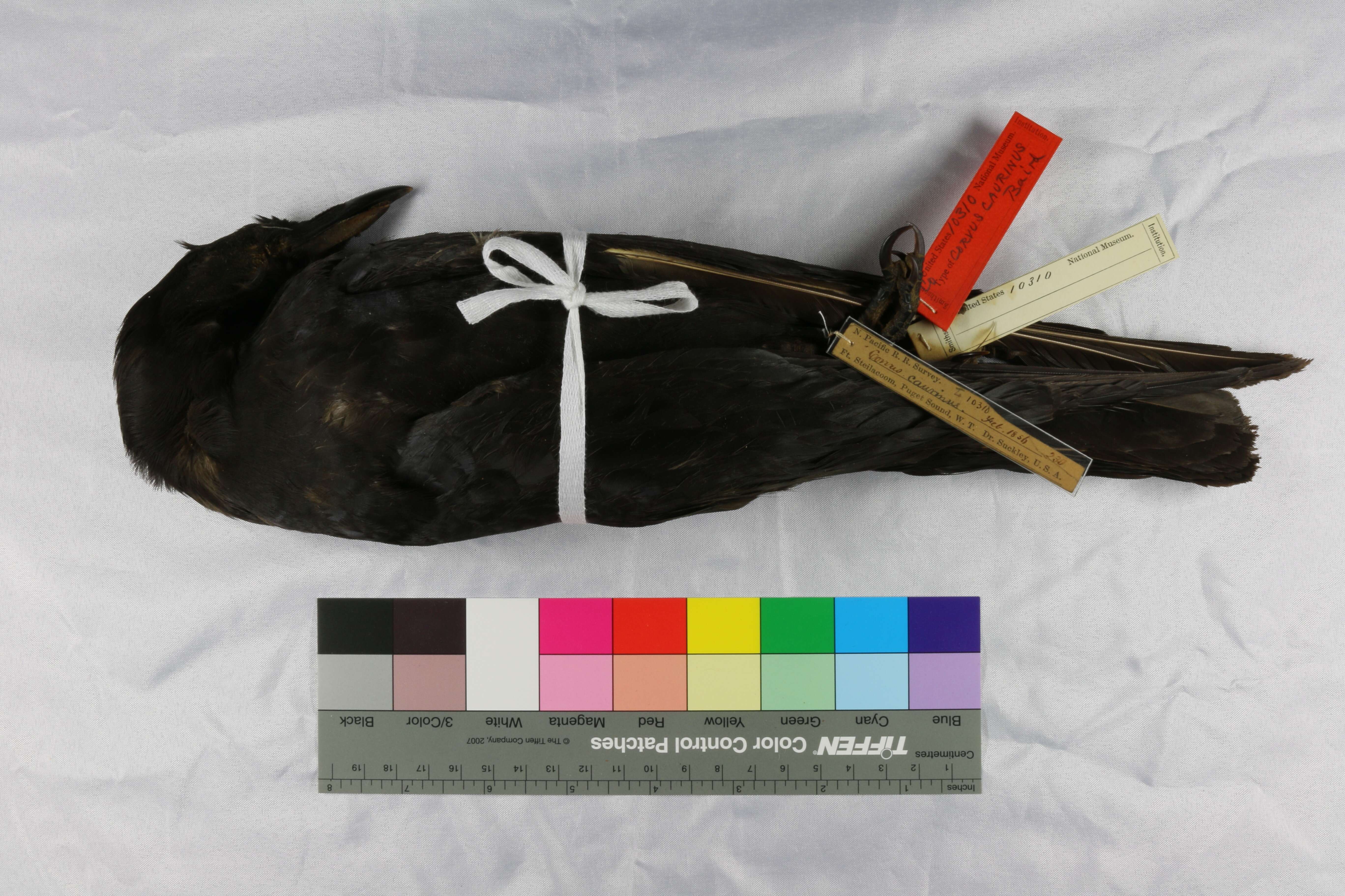 Image of Corvus caurinus S. F. Baird 1858