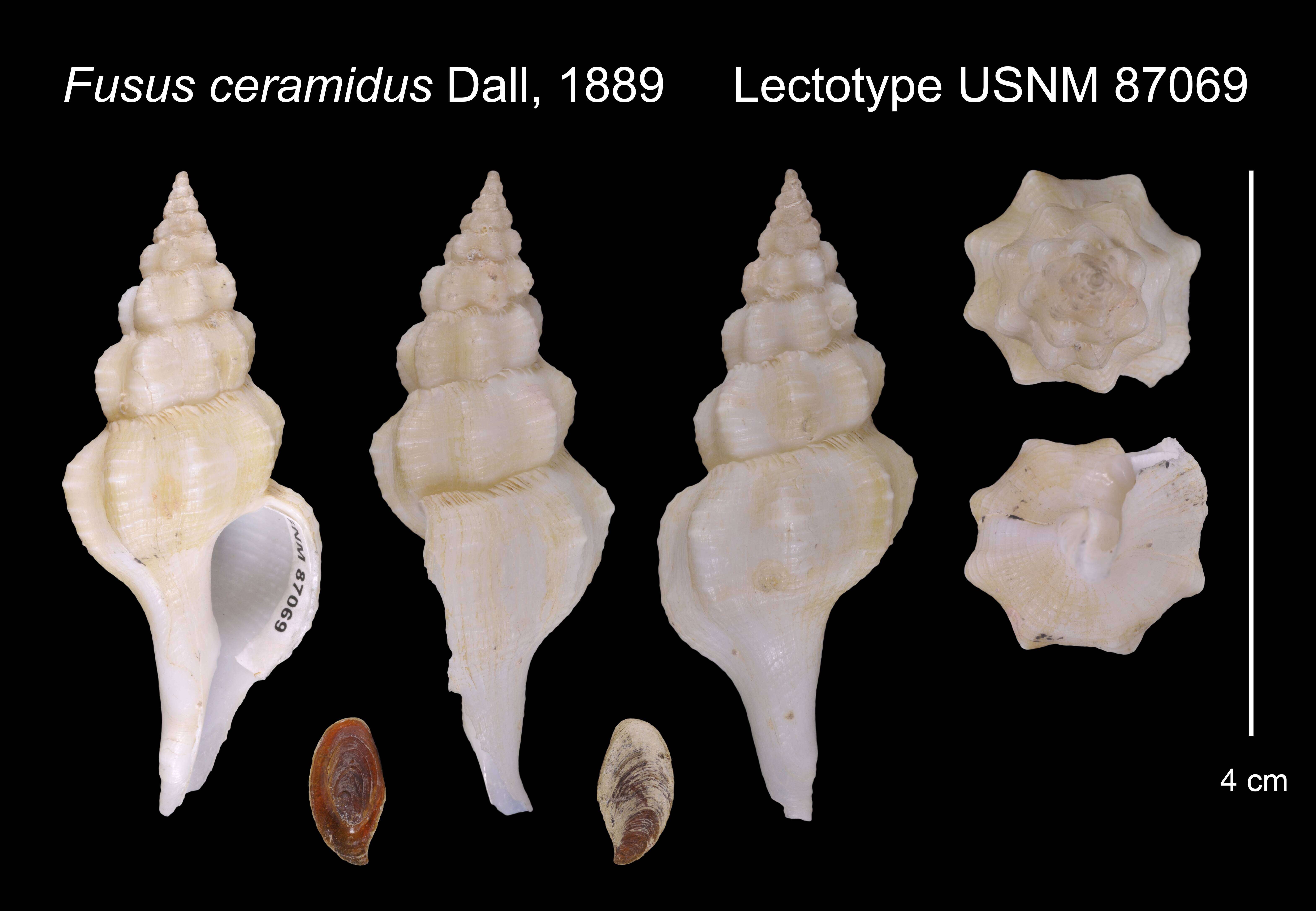 Image of Lamellilatirus ceramidus (Dall 1889)