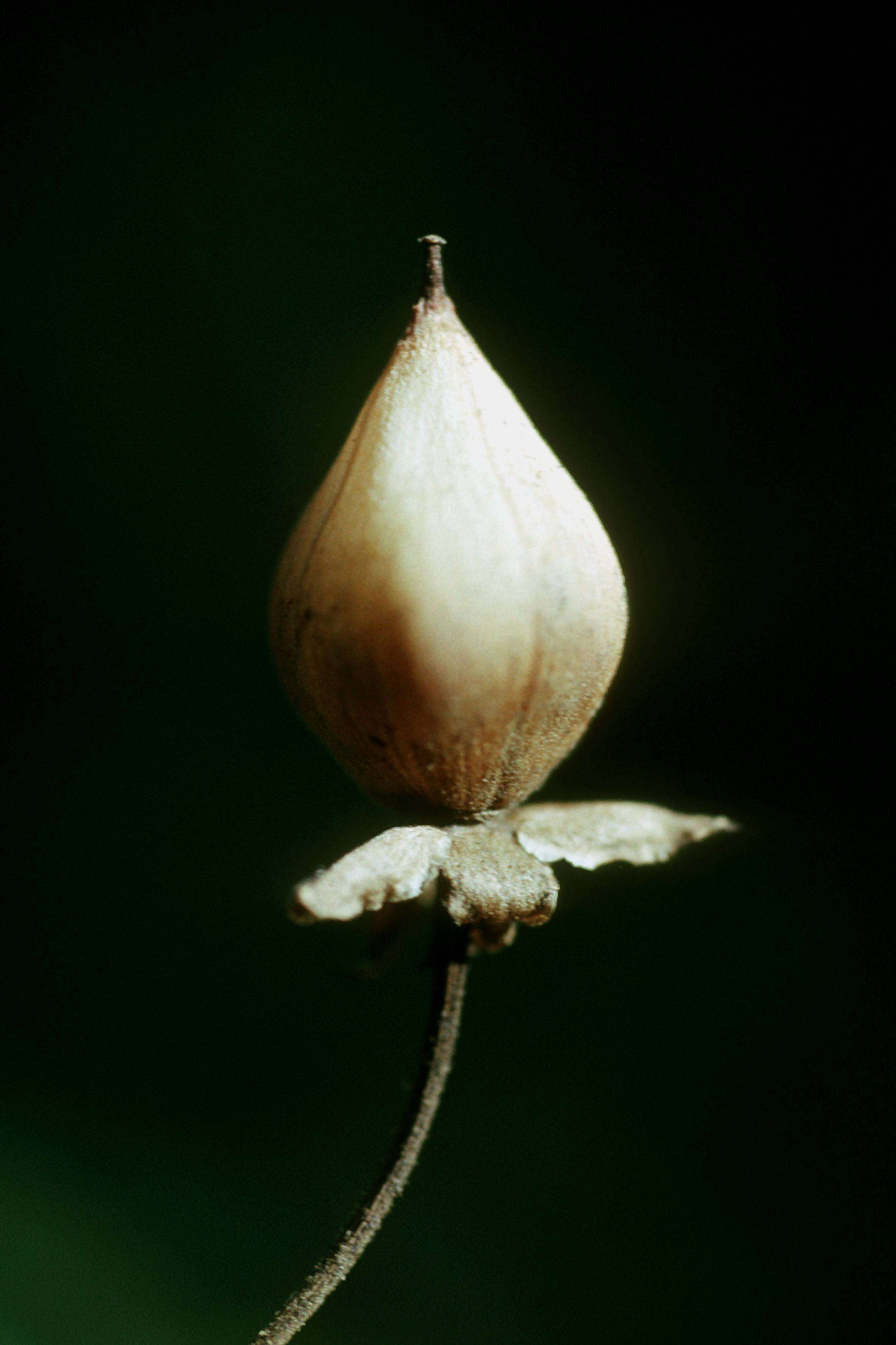 صورة Ipomoea ochracea (Lindl.) G. Don