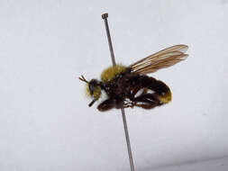 Image of Laphria sackeni (Banks 1917)